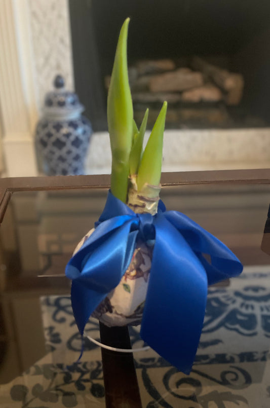 Decorated Wax Amaryllis Bulb | Birds