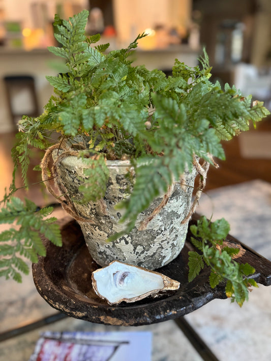 Perfectly Imperfect | Grande Oyster Display Shell