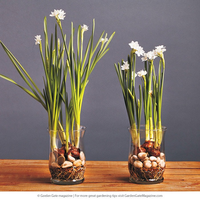 Paper White Terrarium