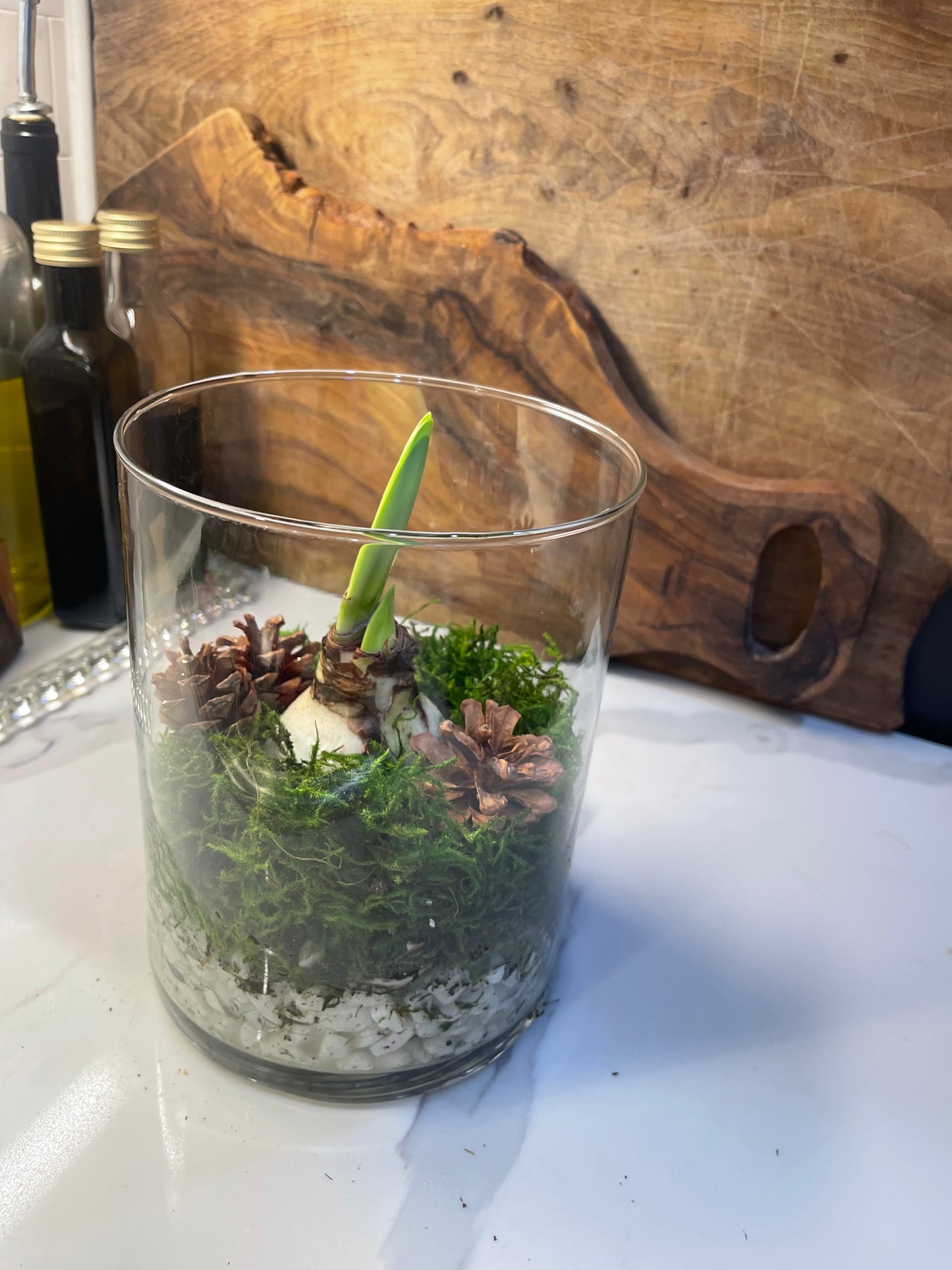 White Amaryllis Terrium