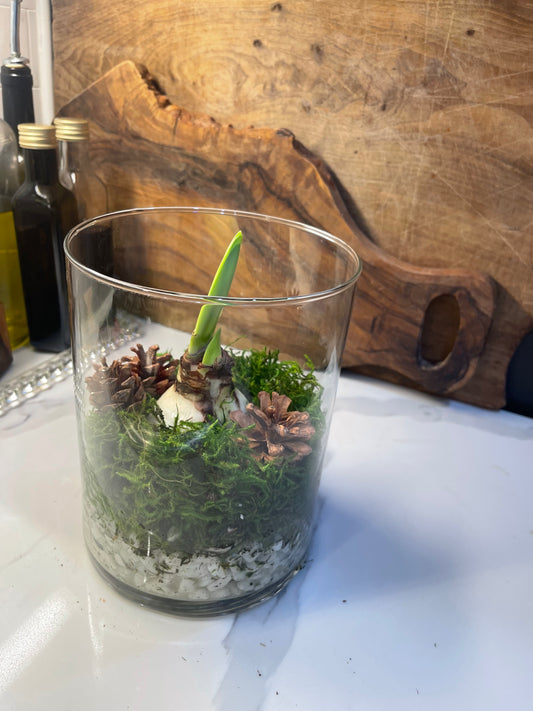 White Amaryllis Terrium