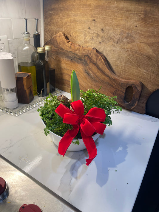 Red Amaryllis Garden in White Bowl