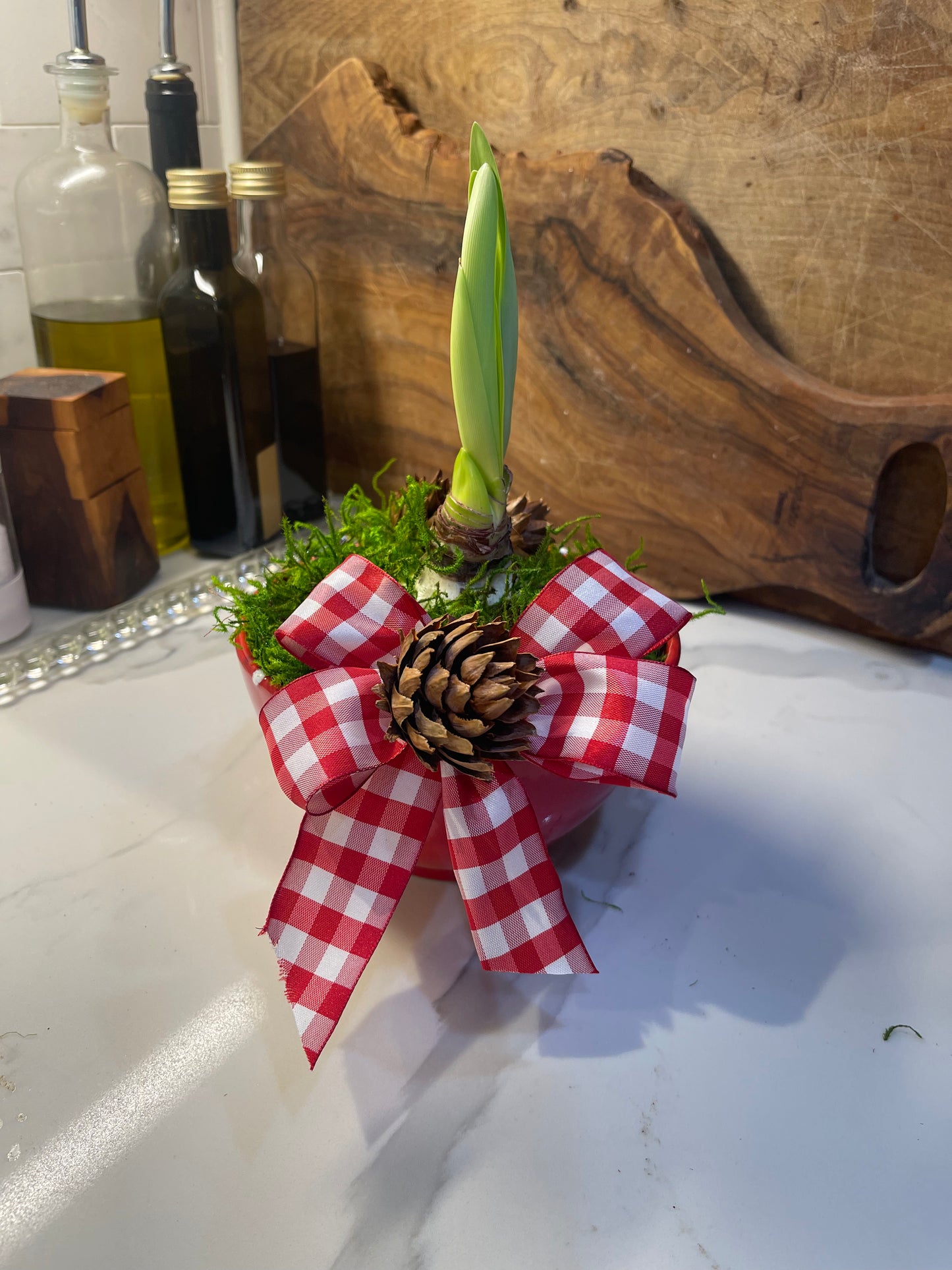 White Amaryllis Garden in Red Bowl