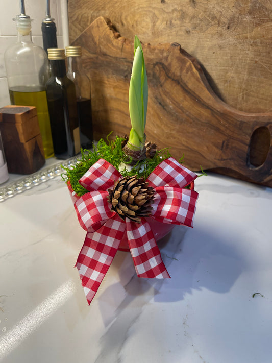 White Amaryllis Garden in Red Bowl