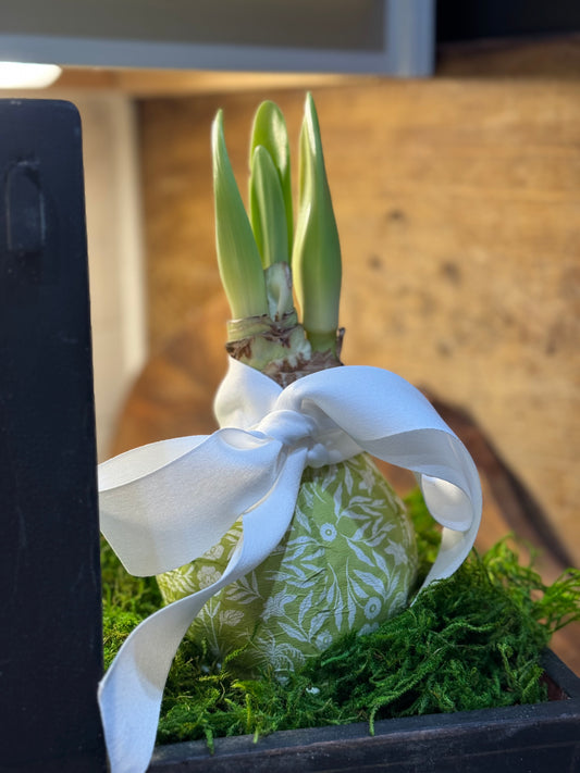 Decorative Waxed Bulb Amarylis