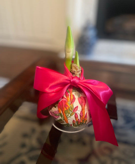 Decorated Wax Amaryllis Bulb | Island Bloom