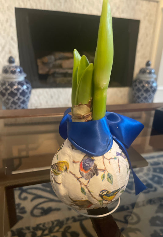 Decorated Wax Amaryllis Bulb | Birds
