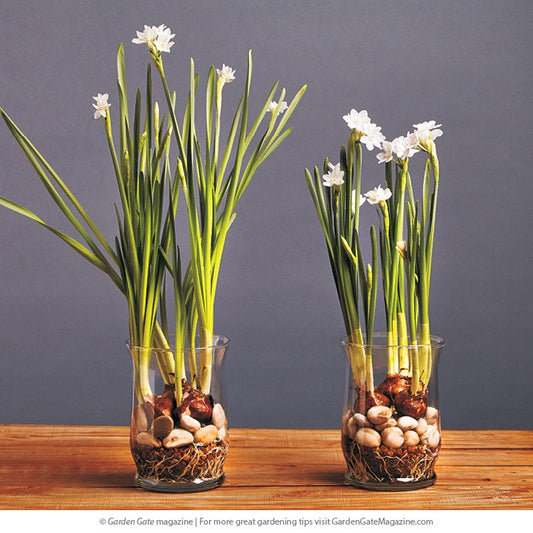 Paper White Terrarium